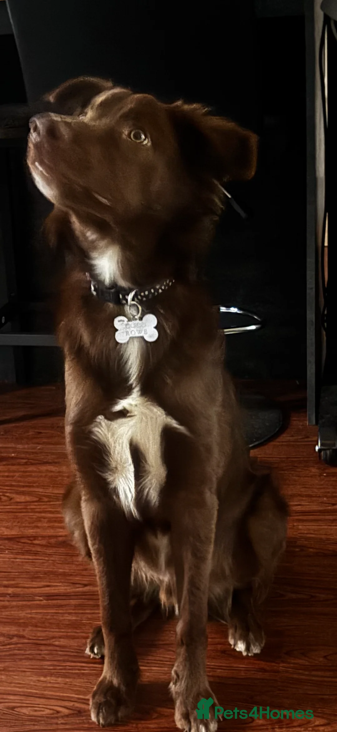 Border Collie dogs for sale: Border collie 8months old  in Louth - Advert 1