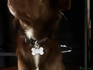 Border Collie dogs Border collie 8months old - Advert 1