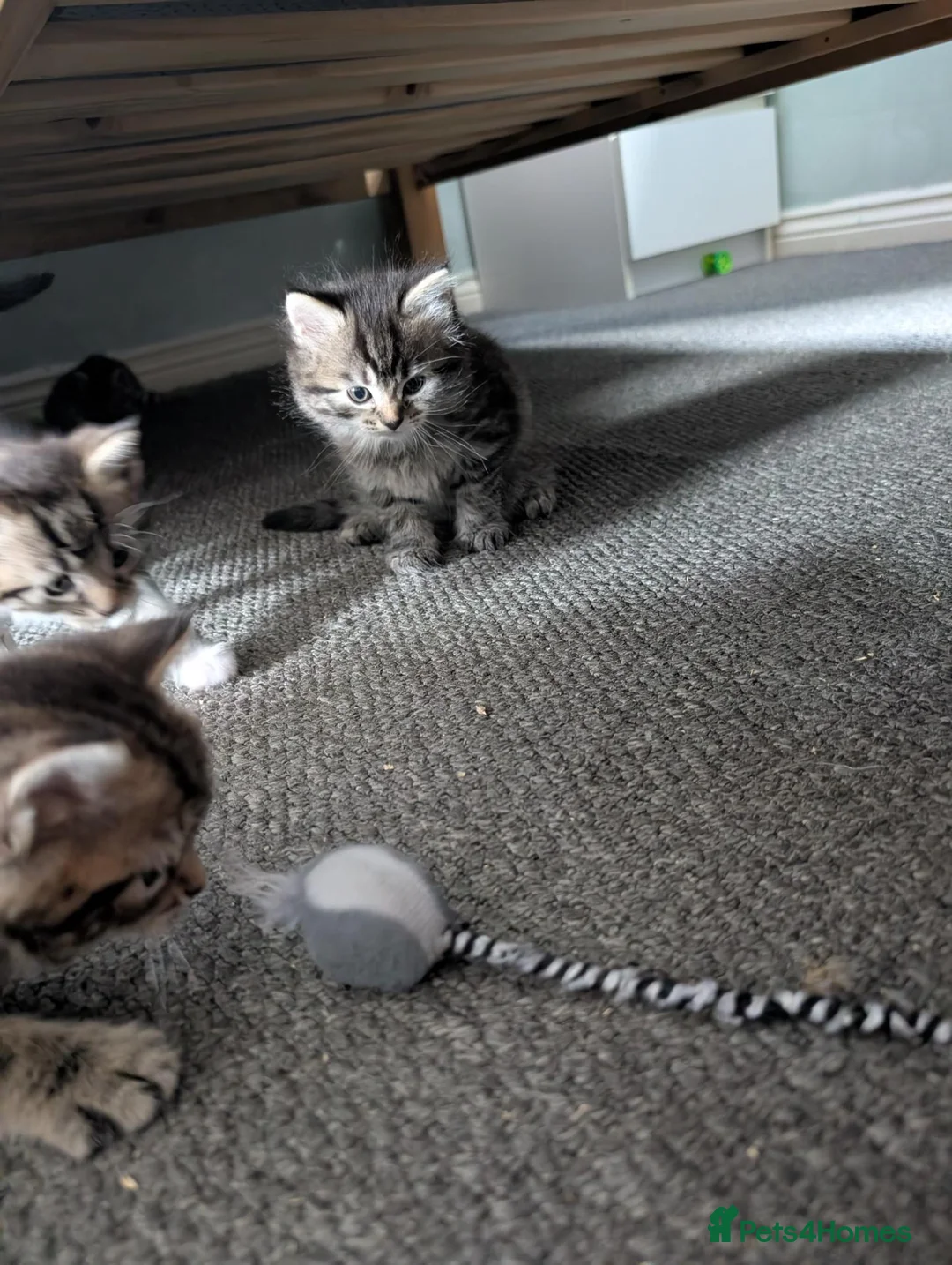 Mixed Breed cats for sale: 2 girls available  in Leicester - Advert 2