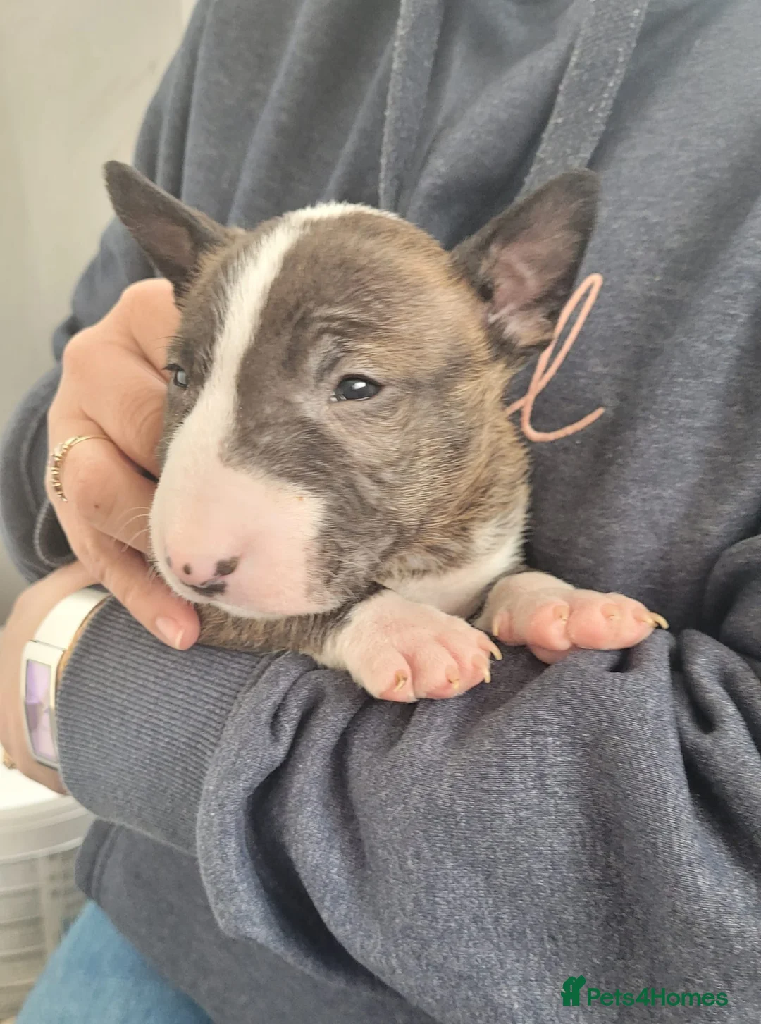 Miniature Bull terrier dogs for sale: KC registered mini bull terriers in Bourne - Advert 8