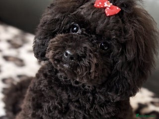 Toy Poodle dogs Asian toy poodle round eyes sable flat muzzle - Advert 1