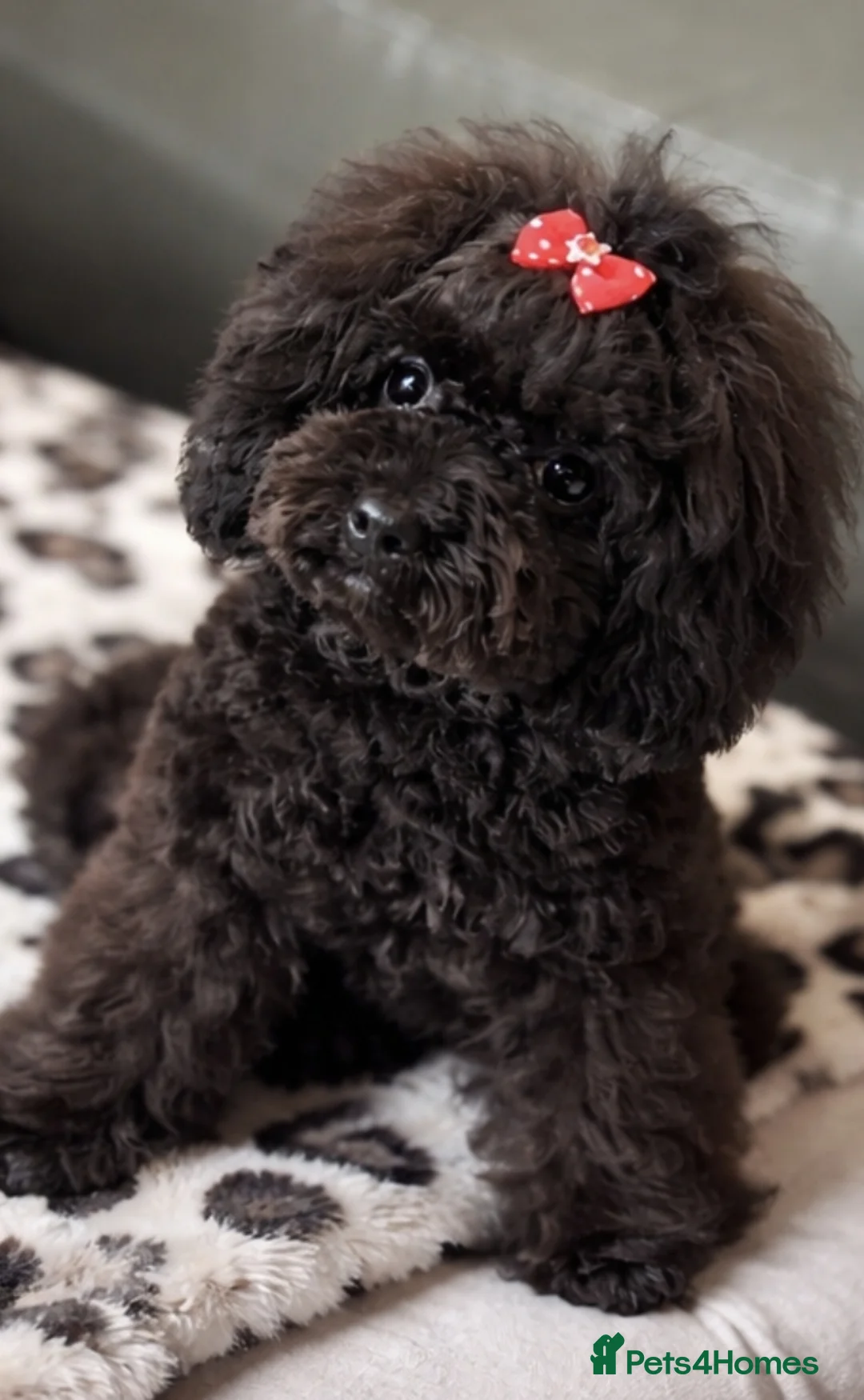 Toy Poodle dogs for sale: Asian toy poodle round eyes sable flat muzzle  - Advert 1