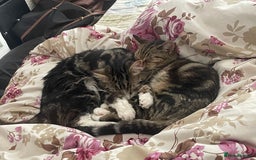 Mixed Breed cats for sale: Mocha  - Image 4