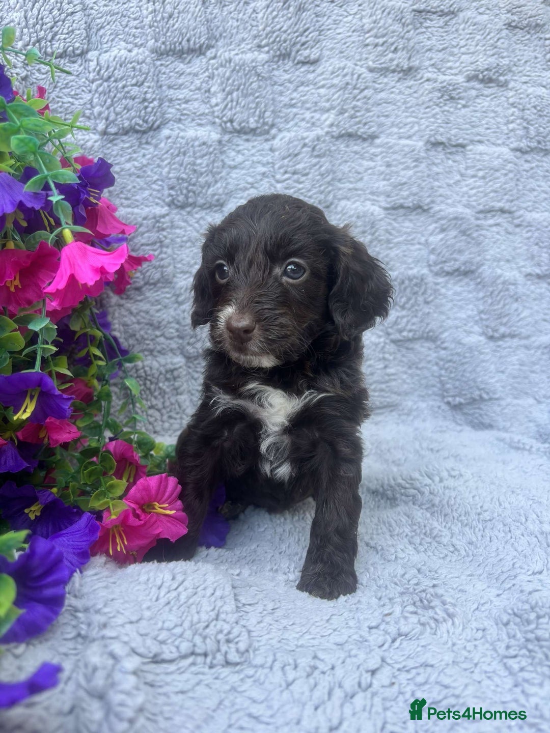 Cockapoo dogs for sale: F1 Showtype Cockapoo - Image 1
