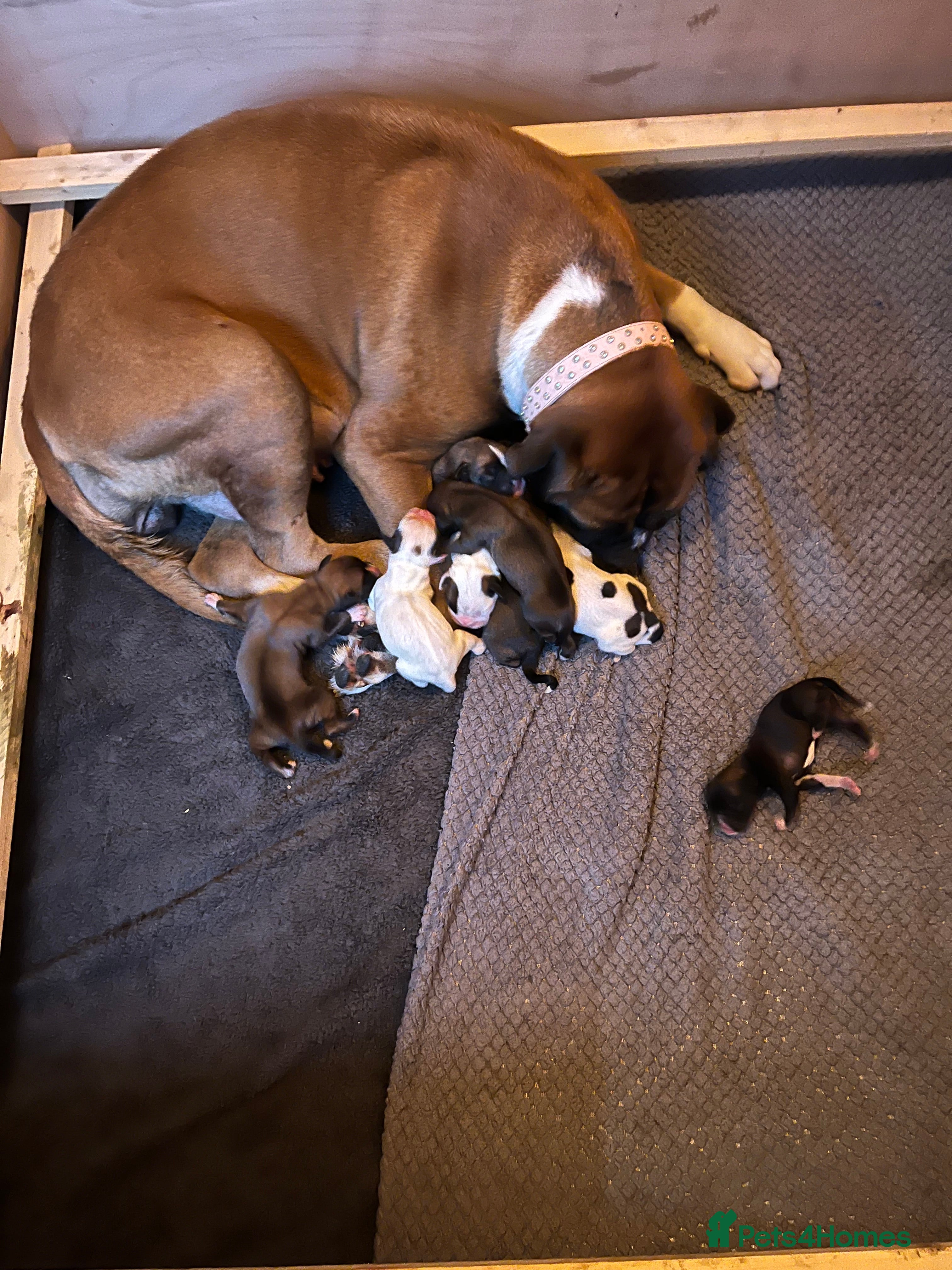 Boxer dogs Boxer puppies for sale  - Advert 1