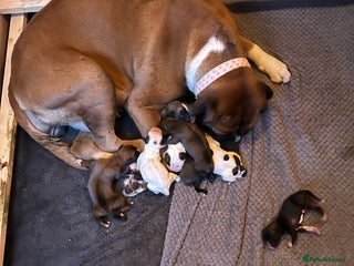 Boxer dogs Boxer puppies for sale - Advert 1