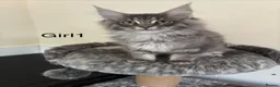 Maine Coon cats for sale: Pure breed Maine coon kittens  - Advert 8