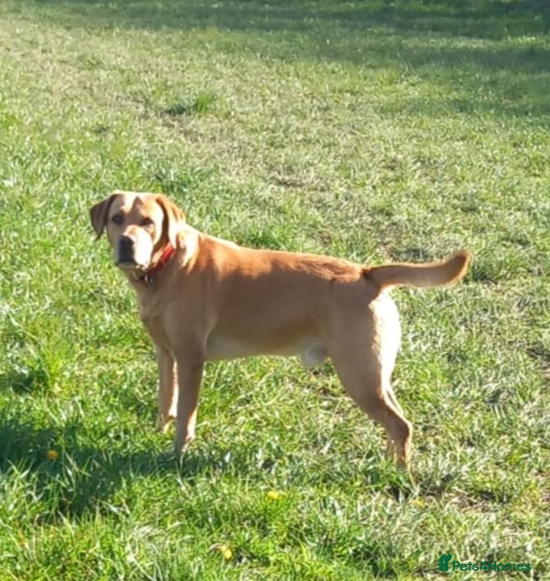 Labrador Retriever dogs for stud: Stud duties  (PROVEN) in Hengoed - Advert 4