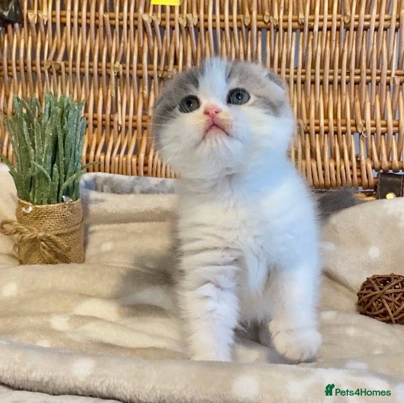Scottish Fold cats 🧸😻CHAMPION LINE TICA ACTIVE SCOTTISH/BSH😻🧸 - Advert 1