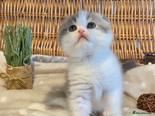 Scottish Fold cats 🧸😻CHAMPION LINE TICA ACTIVE SCOTTISH/BSH😻🧸 - Advert 2