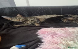 Mixed Breed cats for sale: Two black males - Image 1