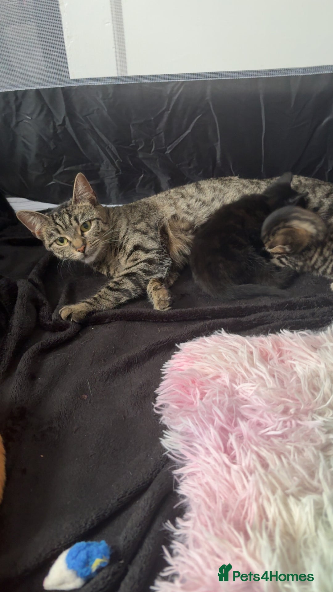 Mixed Breed cats for sale: Two black males - Image 1