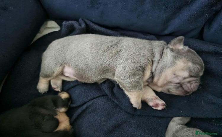 French Bulldog dogs - Advert 15