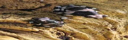 Frog reptiles for sale: Amazon Milk Frog babies in Wigan - Advert 5
