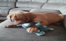 Dogue De Bordeaux dogs for sale: Gorgeous DOUGUE Babies - Image 11