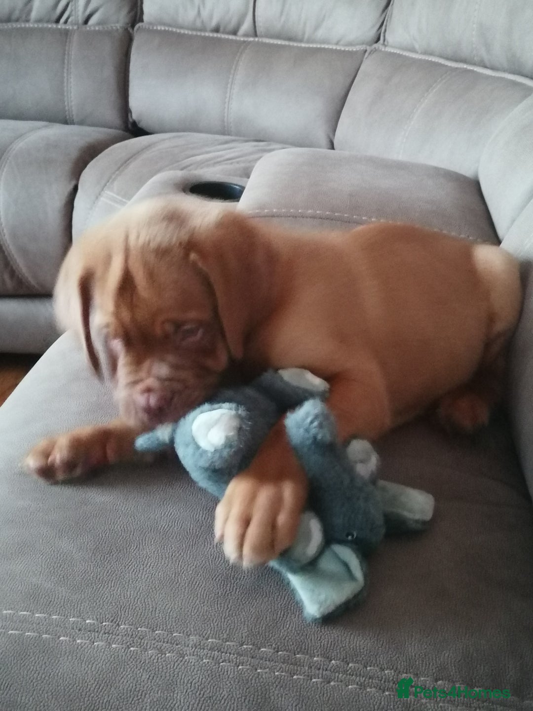 Dogue De Bordeaux dogs for sale: Gorgeous DOUGUE Babies - Image 11