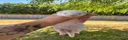 Ferret rodents for sale: White Marked Baby Ferrets in Yeovil - Advert 6
