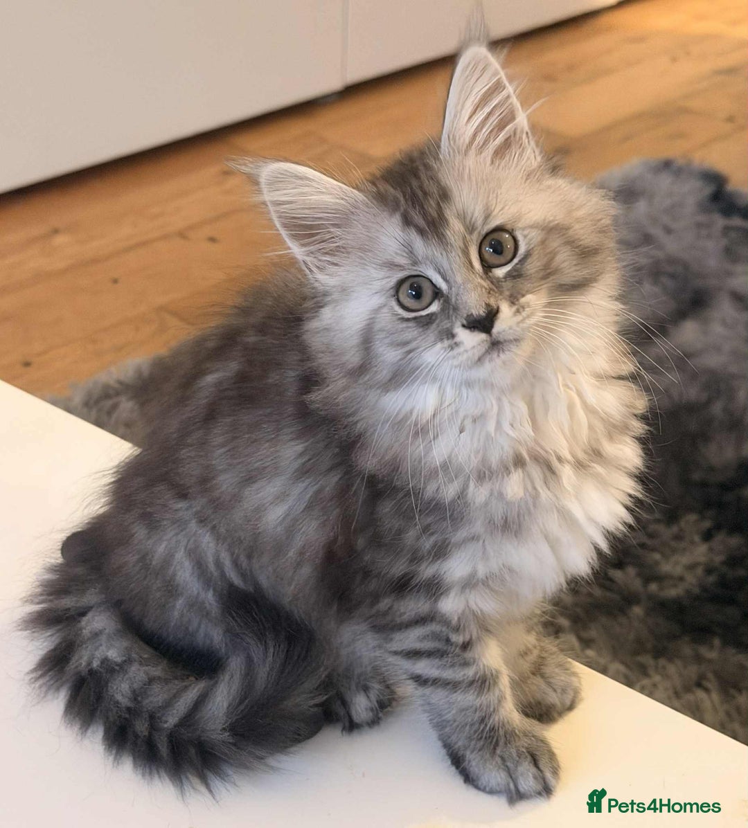 Maine Coon cats for sale: 1 female Maine coons ready to leave now  - Advert 19