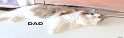 Ragdoll cats for sale: INDOOR GCCF REGISTERED RAGDOLL KITTENS - Advert 32