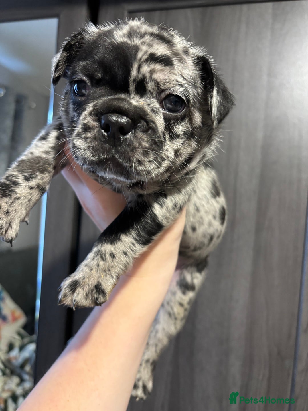 French Bulldog dogs for sale: French bulldog puppies  - Image 27