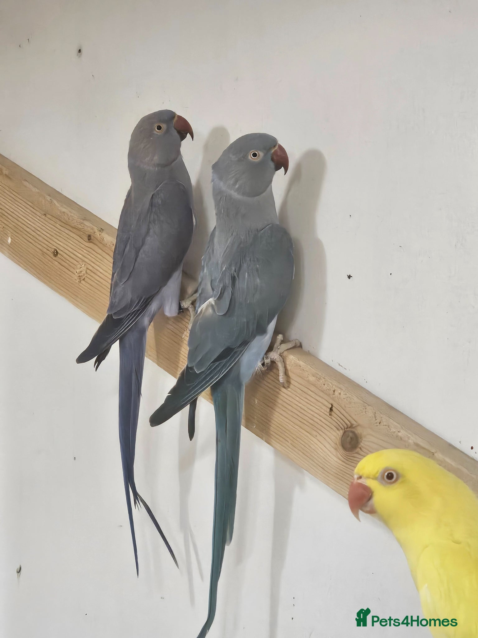 Ringnecks birds for sale: Breeding pair of ringnecks bonded/proven - Advert 3