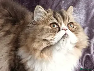 Persian cats Lilly – 6-Year-Old Persian - Advert 1