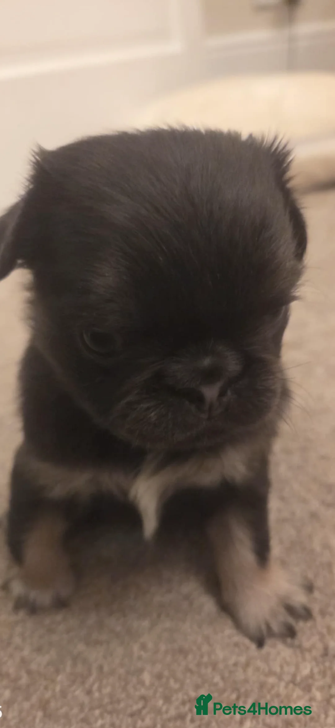 Pug dogs for sale: Pugs for sale kc registered  - Advert 3