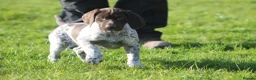 German Shorthaired Pointer dogs for sale: KC German Shorthaired Pointer Puppy in Porth - Advert 1