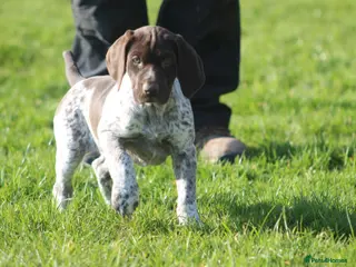German Shorthaired Pointer dogs KC German Shorthaired Pointer Puppy - Advert 10