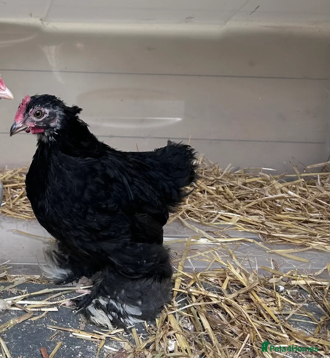 Chickens poultry for sale: 2 black mottled pekin bantam roosters in Hereford - Advert 2