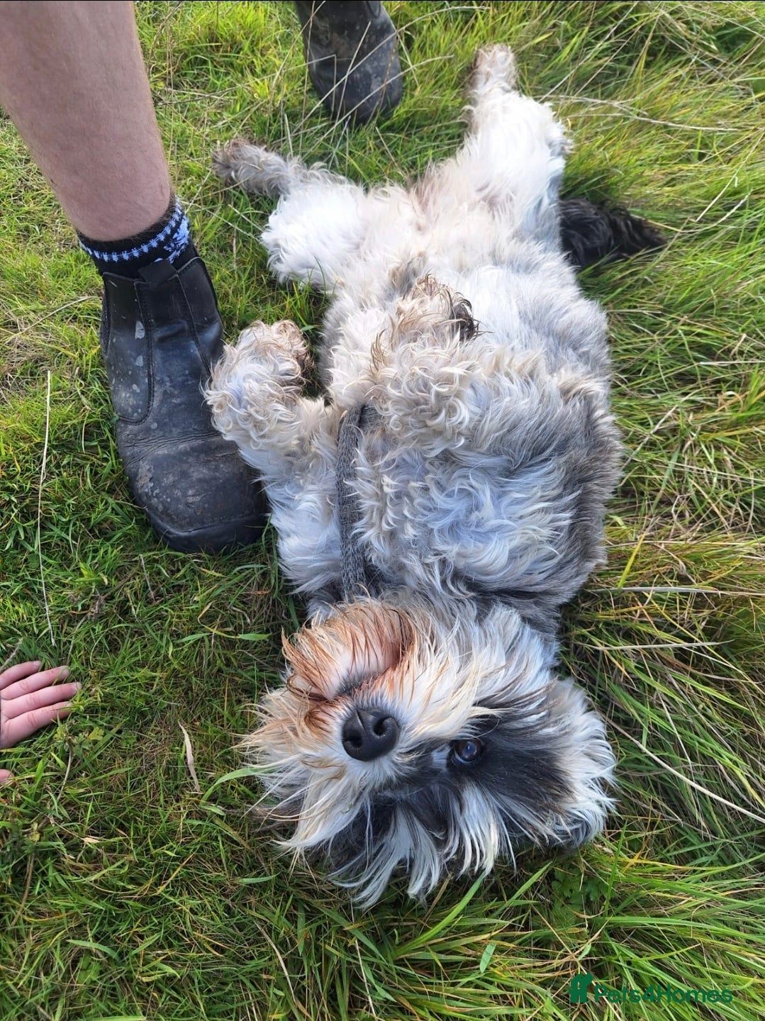 Miniature Schnauzer dogs  Miniature Schnauzer - Advert 1