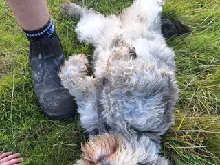 Miniature Schnauzer dogs Miniature Schnauzer - Advert 1