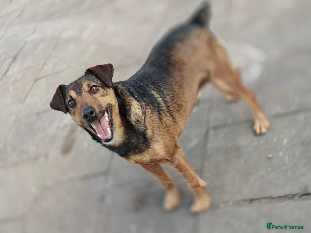 Mixed Breed dogs for adoption: 💙🐶 STAS 🐶💙 - Image 6