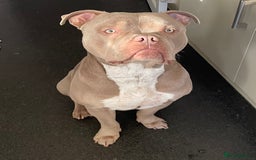 American Bull Staffy dogs for sale: Looking for a Loving Home for My Gentle Giant - Image 5