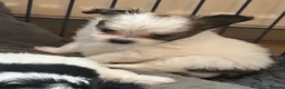 Chorkie dogs for sale: Miniature chorkies  - Advert 16