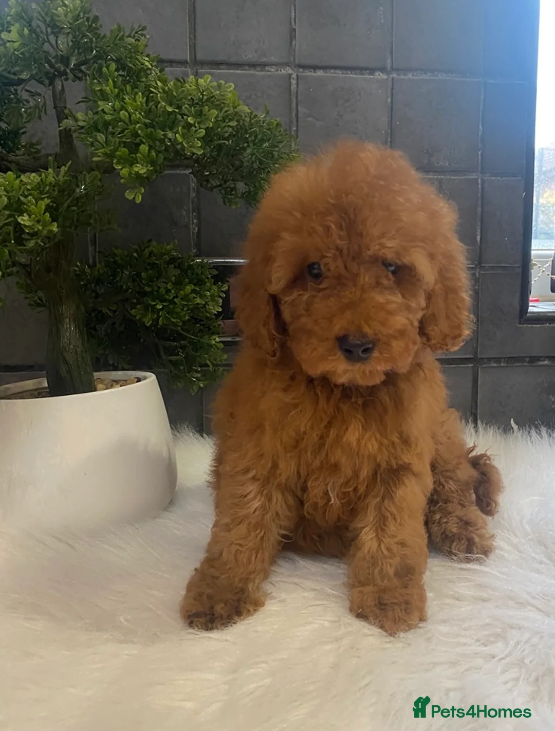Miniature Poodle dogs for sale: Stunning Red Minature Poodle Boy  - Advert 2