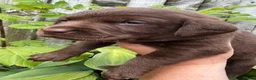 Labrador Retriever dogs for sale: Outstanding choc Labs COI 1% full Health status  in Carlisle - Advert 12