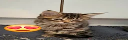 Mixed Breed cats for sale: Famale - Advert 14