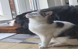 British Shorthair cats for sale: DOMESTIC SHORTHAIR Male - chipped and neutered  - Advert 4