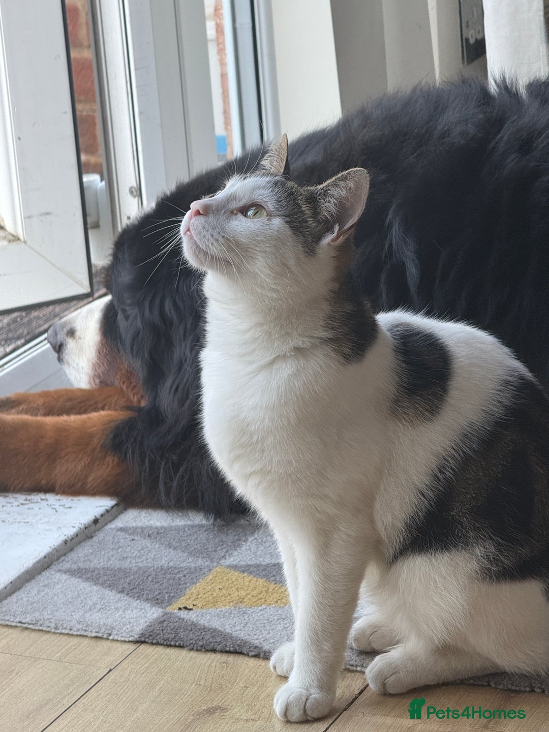 British Shorthair cats for sale: DOMESTIC SHORTHAIR Male - chipped and neutered  - Advert 4