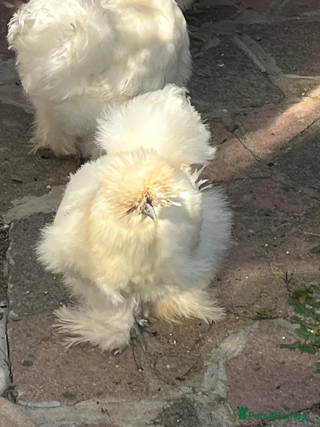 Chickens poultry for sale: Silkie x Silkie Male Chicken for Re-homing in Pevensey - Advert 2