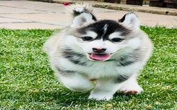 Pomsky dogs for sale:  Beautiful F2b Pomsky Puppies – Health Tested - Image 14