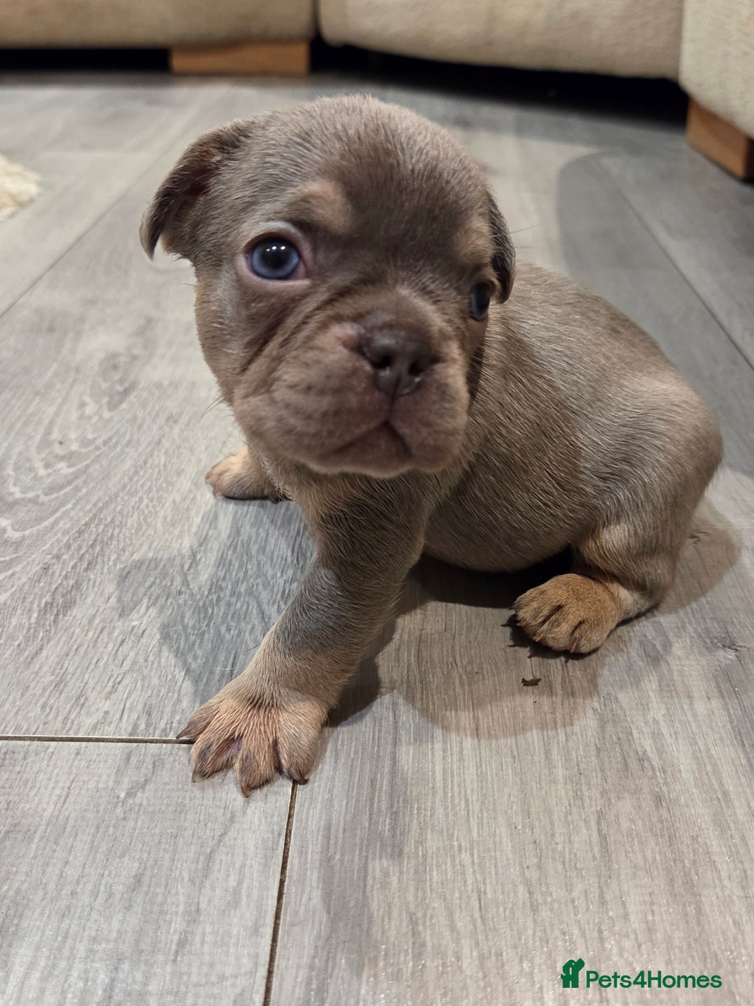 French Bulldog dogs for sale: Isabella & lilac & tan chunky frenchies - Advert 8