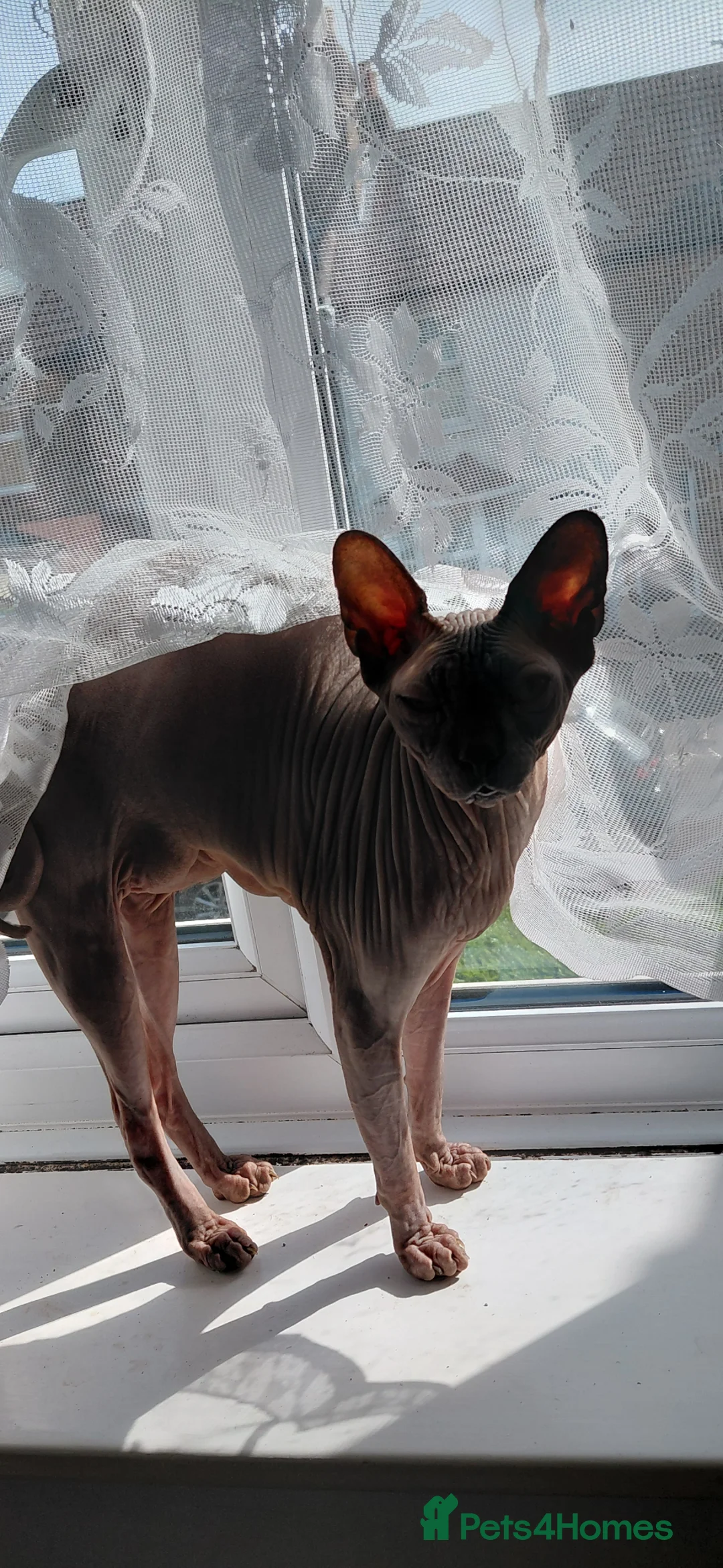 Sphynx cats for sale: 5 year male Spyhnx for loving home - Advert 2