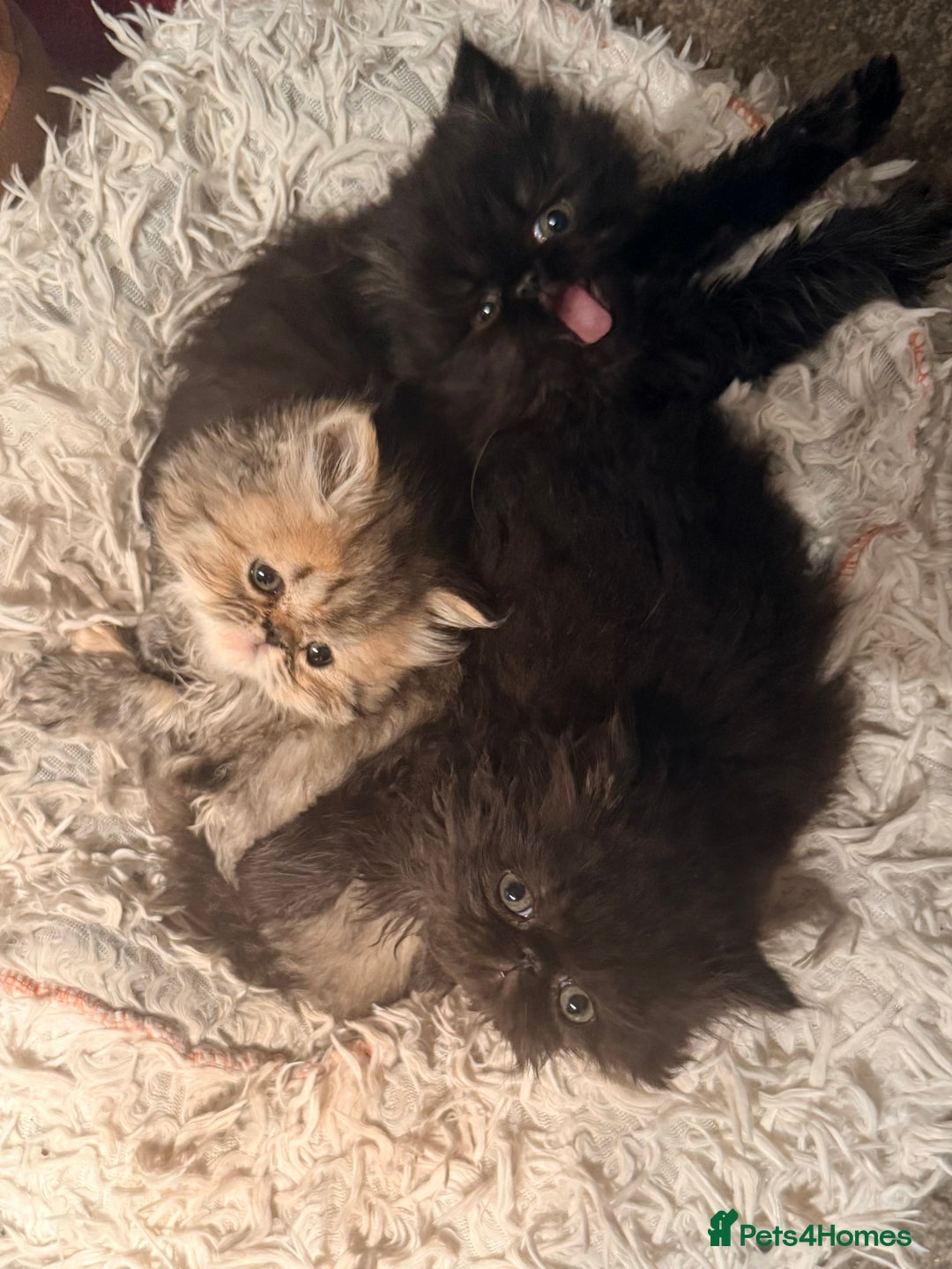 Persian cats for sale: Stunning GCCF reg Persians – Born Halloween 2025  - Advert 19