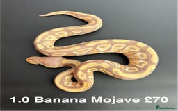 Python Snake reptiles for sale: Royal Pythons  - Advert 8