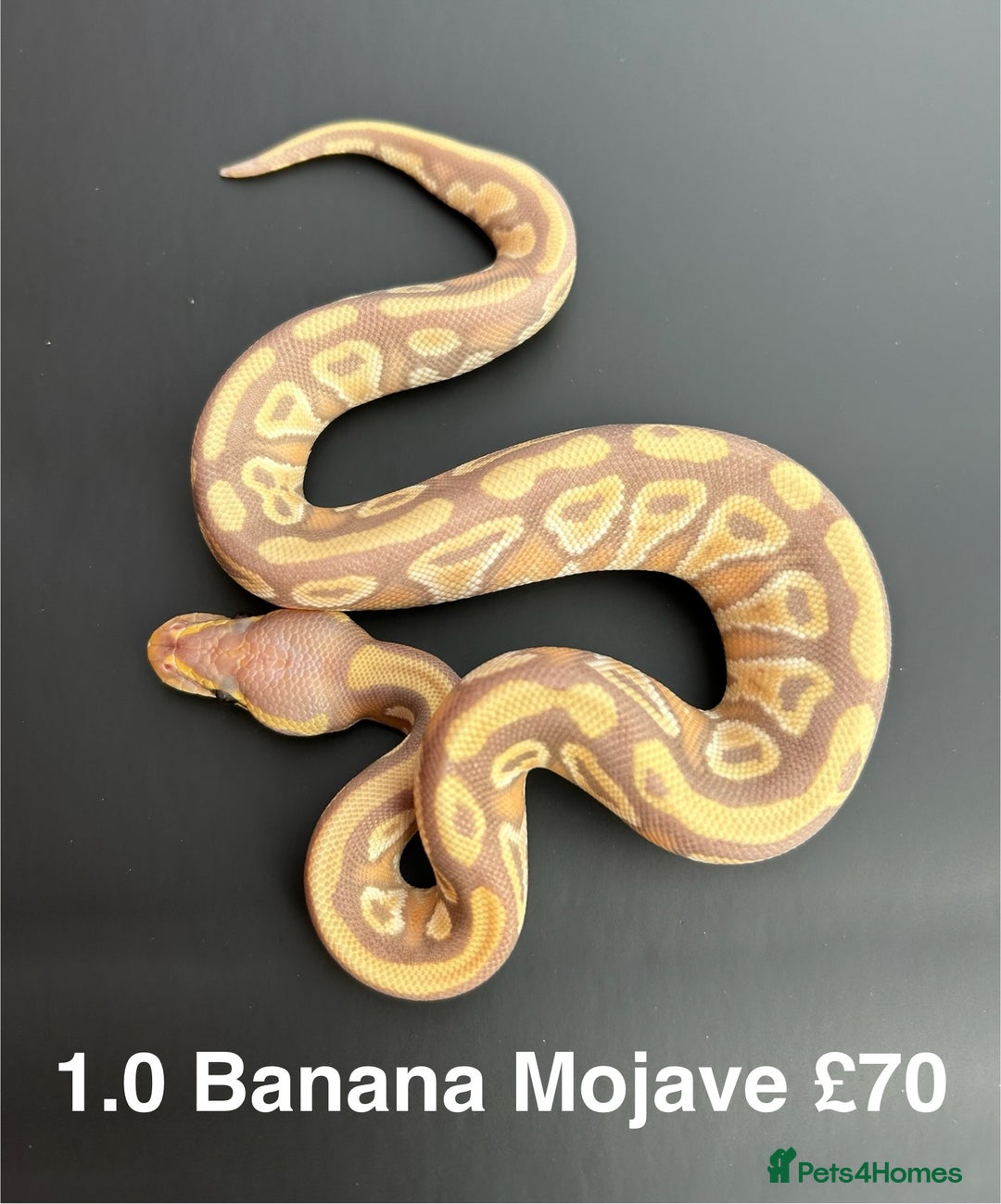 Python Snake reptiles for sale: Royal Pythons  - Advert 8