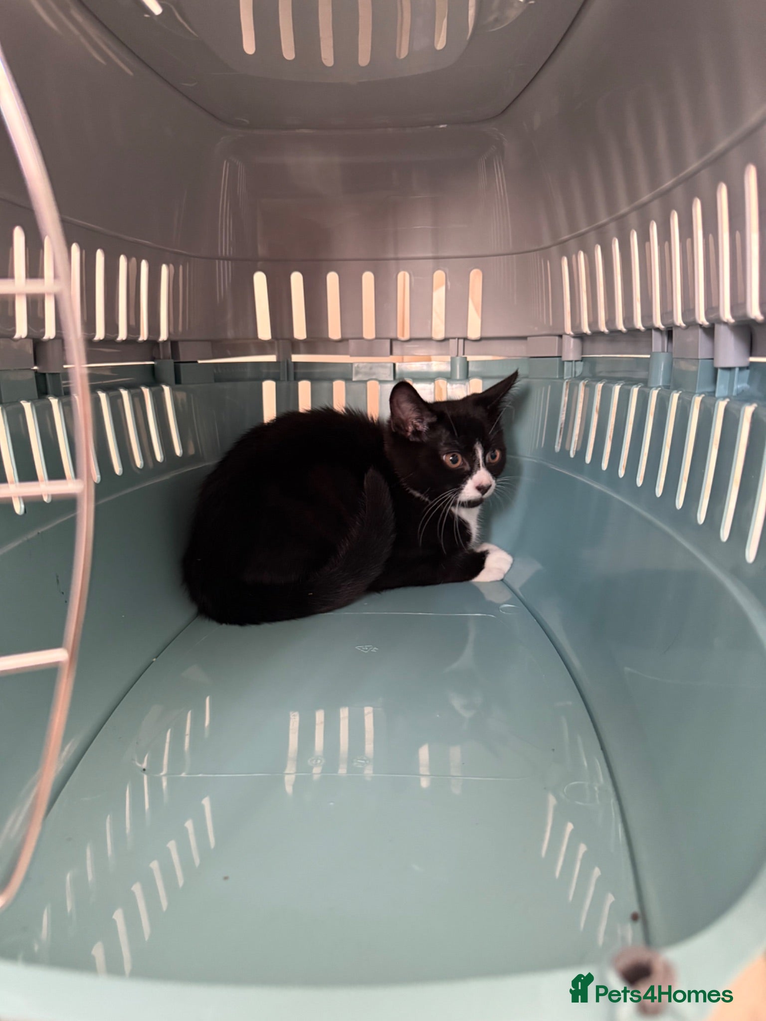 Mixed Breed cats 12 week old kitten - Advert 1