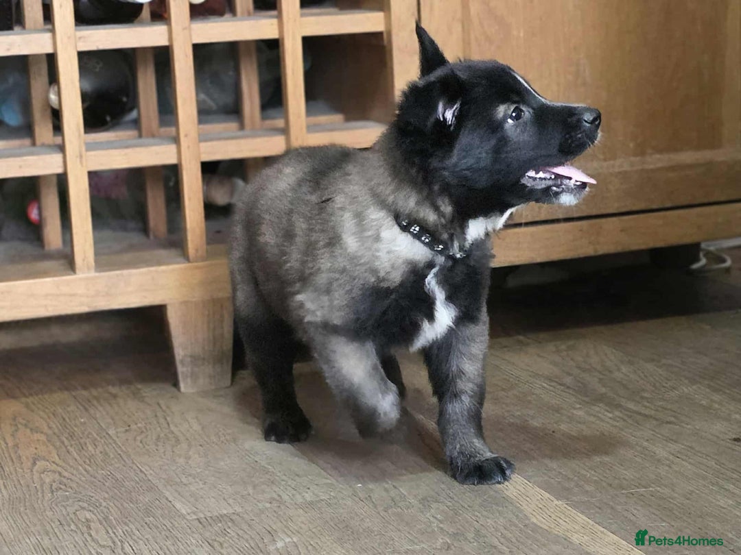 Mixed Breed dogs for sale: Belgian malinois x German shepherd puppies - Image 31