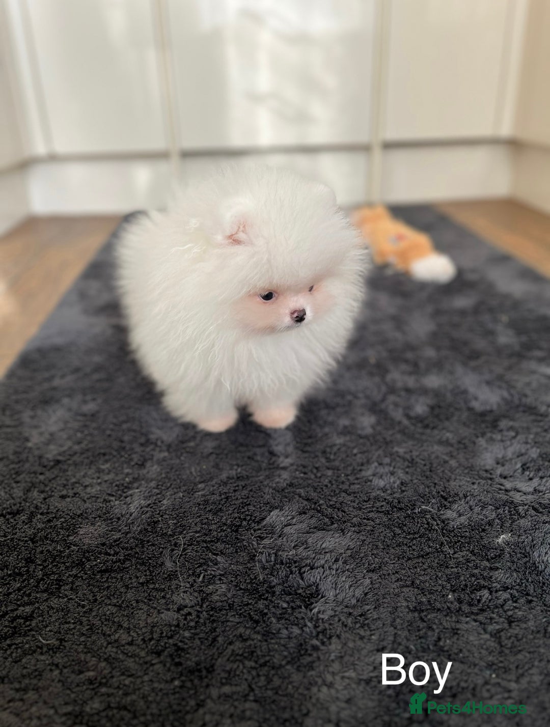 Pomeranian dogs for sale: Very Tiny🧸 Teddy Face🐻Top Quality 🔥 - Image 3
